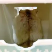 SSSの画像