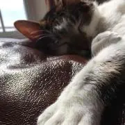 あこ