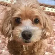 Masa