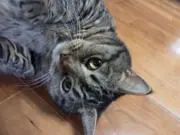 くりまんじゅう