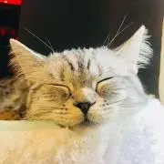 ぽてこ。
