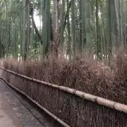 鯛茶漬け