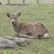 アルパの画像