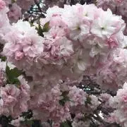ぼにたんの画像