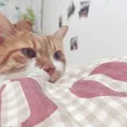 マロンちゃん