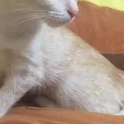 みい