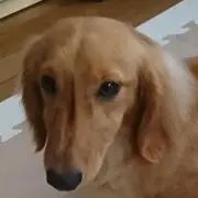 だにー
