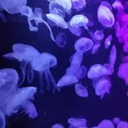 ２児ママ/基本翌日・匿名発送の画像