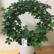 Flowerの画像