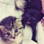 りんごのの画像
