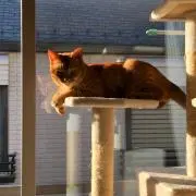 チャトにゃん