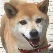 rin-rinの画像