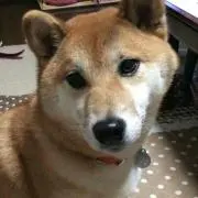 ざき(  ˙◊˙  )プロフご覧ください