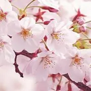 akihaの画像