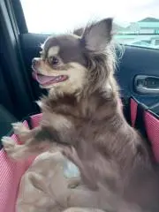 もえパパの画像