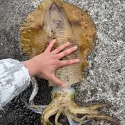 AORIスナイパー