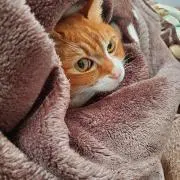 みるみるの画像