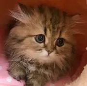 たつお