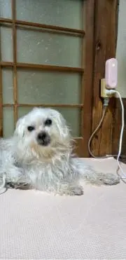 マルちゃんの画像