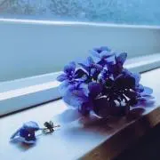 uniの画像