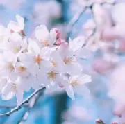 MAMANIの画像