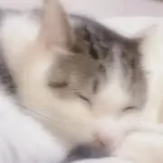 くぅの画像