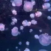 なす