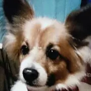 RYO