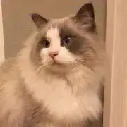 オズの画像