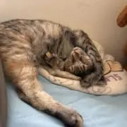 カマ吉の画像