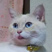 タヌキ