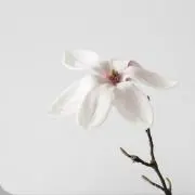 hanaの画像