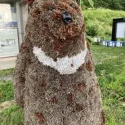 森林木の画像