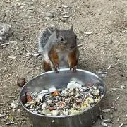 ヒロポンの画像