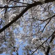 pontaの画像