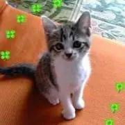 ねねちの画像