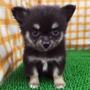pipiの画像