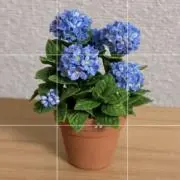 紫陽花の画像