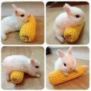 パンちゃん