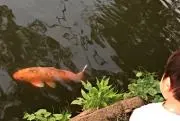 陶
