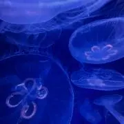 Dの画像