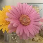 Tmyp *☻*の画像