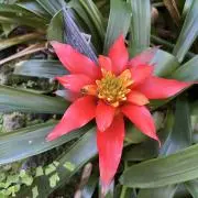 彩華saikaの画像