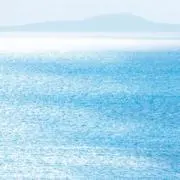 コアラの画像