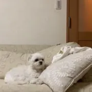 デュエルマスターズ 超電磁トワイライトΣ シグマ 初期 2枚セット