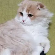 白猫の画像