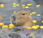 カピバラの画像