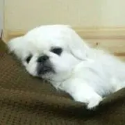 まりも