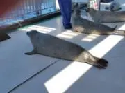 くろの画像