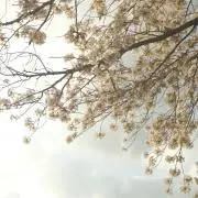 jiji